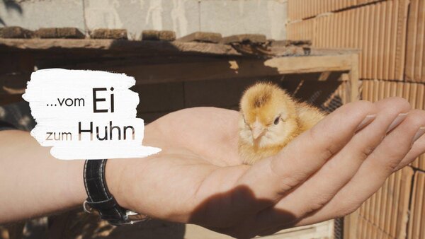 Produktvideo Vom Ei zum Huhn_LEADER Region Weinviertel Ost © 