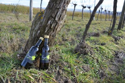Verjus