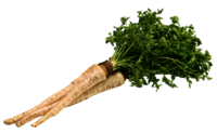 Petersilwurzel