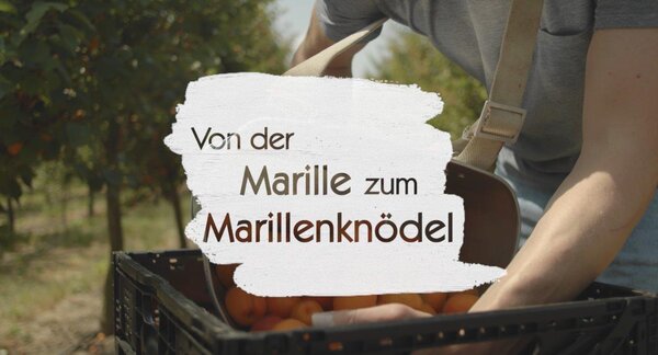 Von der Marille zum Marillenknödel_LEADER Region Weinviertel Ost © 