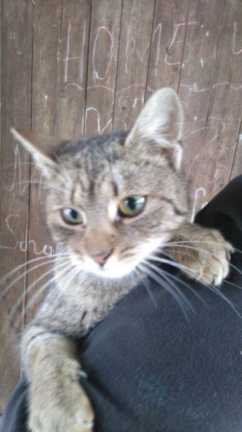 Katze_Melanie Meißl
