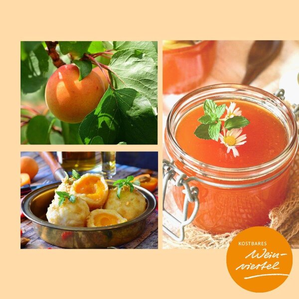 Rezepte Marille_pixabay © 