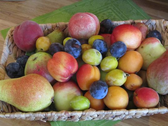 Obstkorb_Schreiber