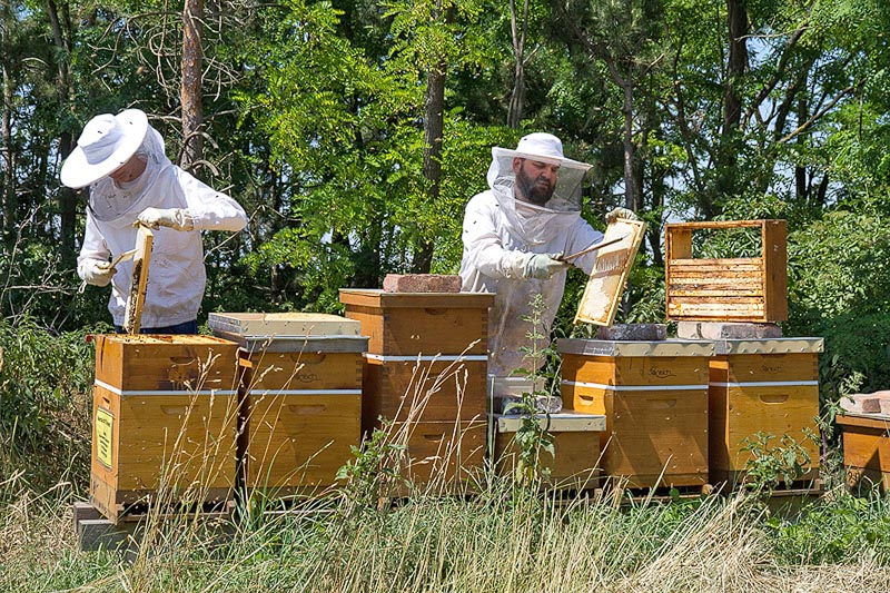 Bienenarbeit bei Blütengold